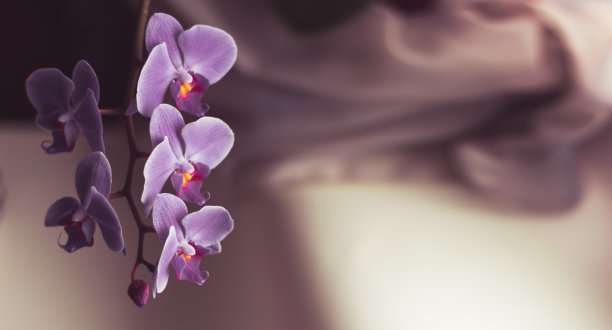 美丽清新的兰花花近距离复制空间。花的背景。图片下载