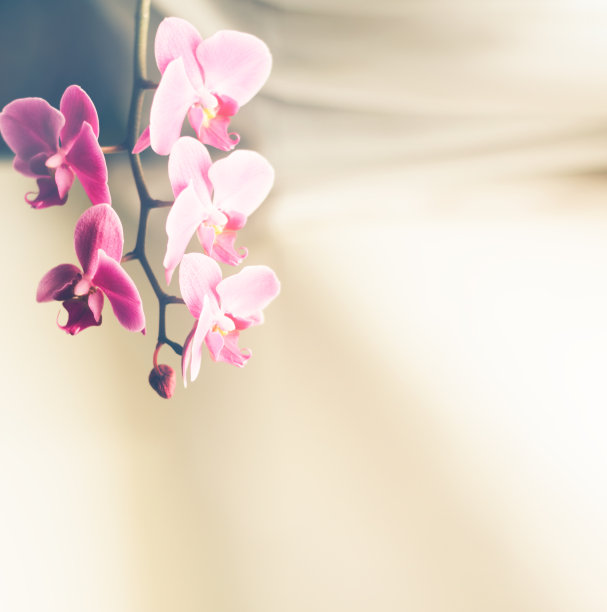 美丽清新的兰花花近距离复制空间。花的背景。图片下载