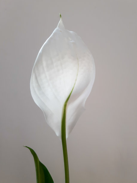 精致的花朵spathiphyllum。女人的幸福图片下载