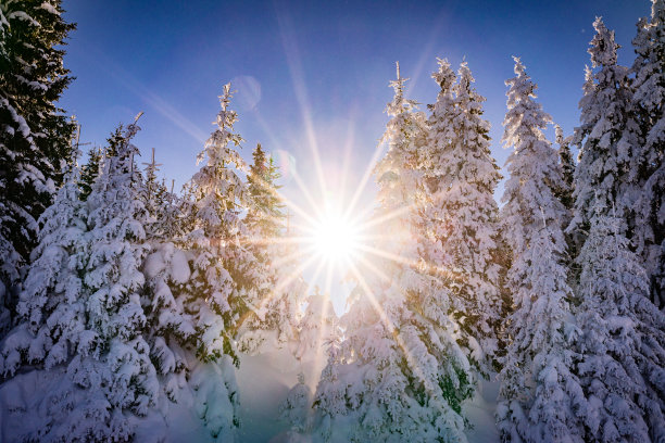 白雪覆盖的景观和常青树在欧洲-创意股票照片图片下载