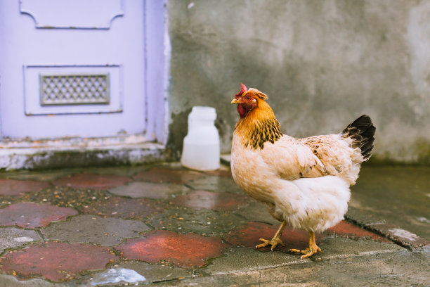 近距离照片的乡村红色鸡在多彩的后院。水平生态横幅为网站标题设计。背景图片与复制空间图片下载