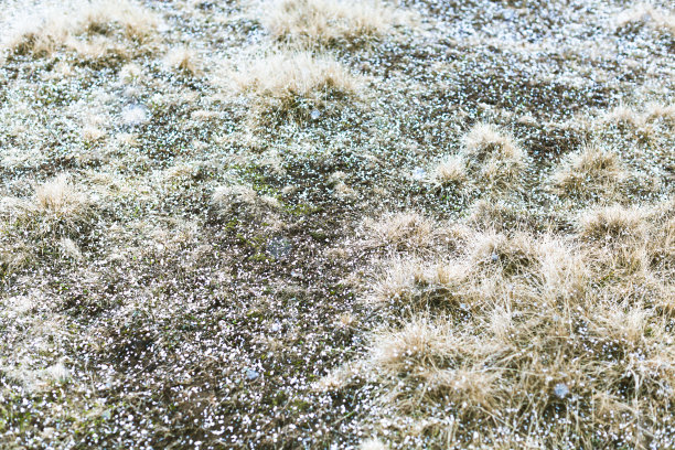 草与雪花的背景。神奇的秋春季节景色，草地上有白霜。松软的雪。空白的纹理覆盖。带拷贝空间的照片图片下载