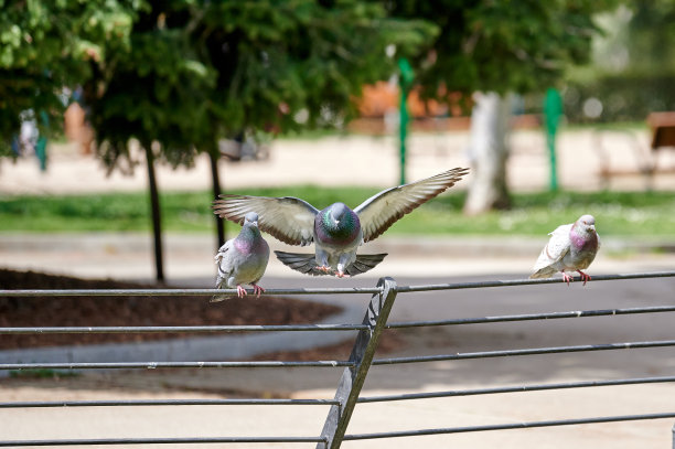 鸽子完成飞行后停在围栏上，其他鸽子已经在那里了图片下载