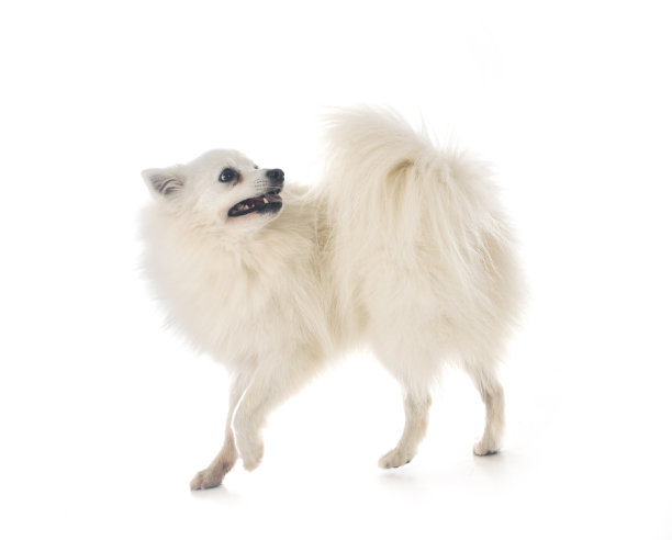 日本的猎犬图片下载