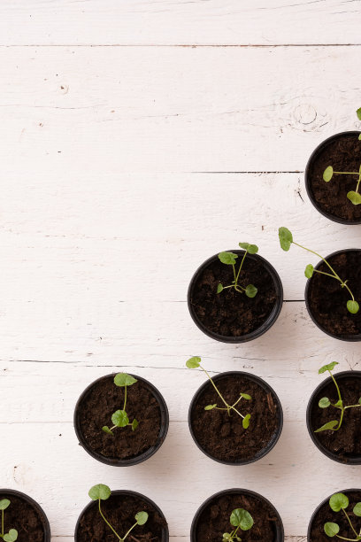 顶视图上的小芽在黑色的箱子在白色木制桌子的背景。日益增长的概念图片下载