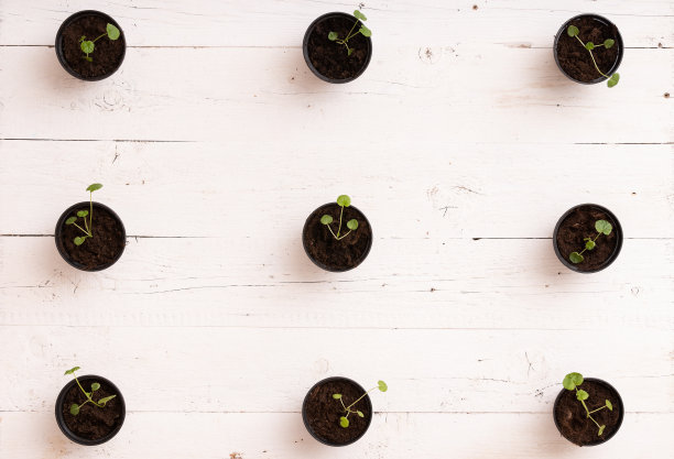 顶视图上的小芽在黑色的箱子在白色木制桌子的背景。日益增长的概念图片下载