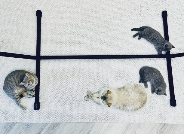 四只猫在地毯上休息图片下载