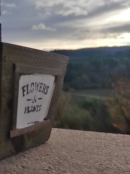 花卉和植物图片下载