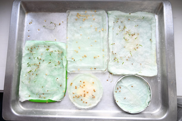 种子在容器中发芽，养殖理念图片下载