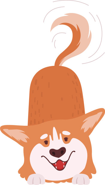 短腿的威尔士柯基，棕色的毛皮摇摆图片下载