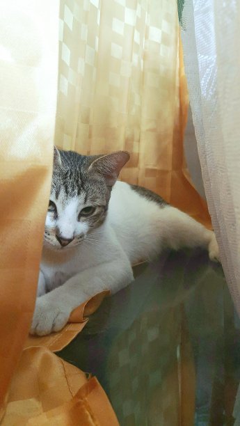 一个害羞的猫图片下载