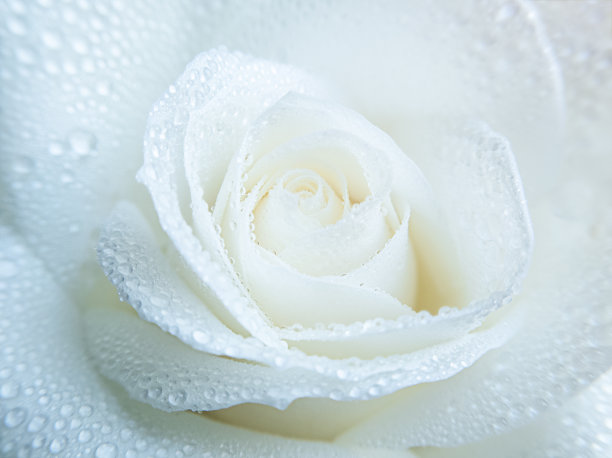 白玫瑰微距摄影，花瓣上有水滴。图片下载
