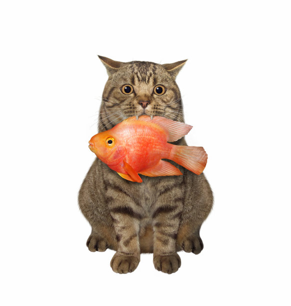 猫把金鱼叼在嘴里图片下载