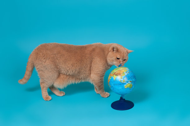 一只成年的英国姜黄色猫站在塑料支架上，用脚爪嗅着小球体，在蓝色背景下运送一只正在旅途中的动物图片下载