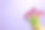 手握紫色的郁金香花在紫色的背景。平铺，俯视图，拷贝空间图片下载