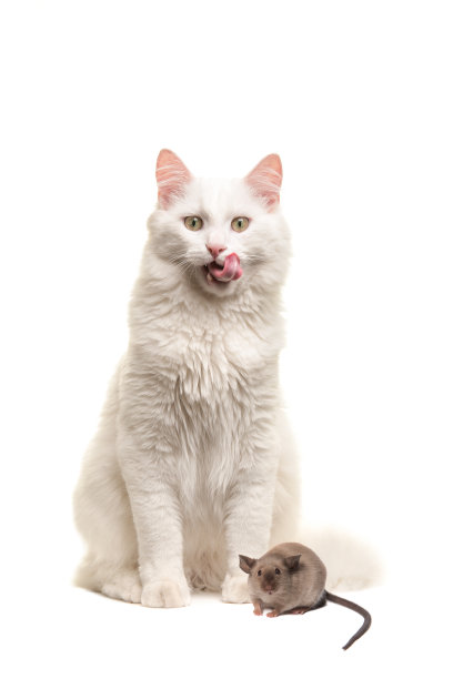 白色土耳其安哥拉猫坐在舔它的嘴唇孤立在白色的背景图片下载