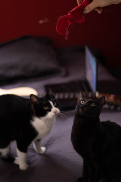 两只猫在看一个玩具图片下载