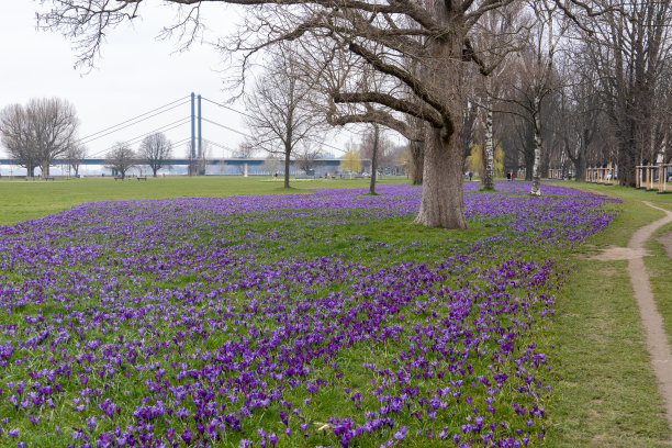 蓝丝带杜塞尔多夫图片下载