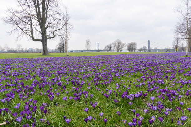 蓝丝带杜塞尔多夫图片下载