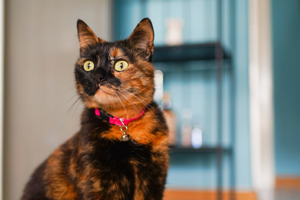 玉米饼猫图片下载