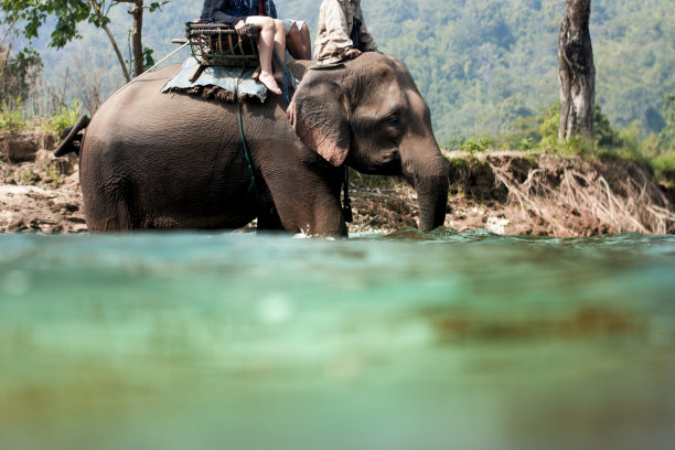 泰国的大象徒步旅行图片下载