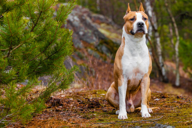 狗美国斯塔福德郡梗在自然的森林。彩色照片图片下载