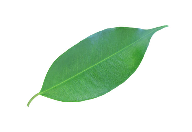 绿色的叶子图片下载