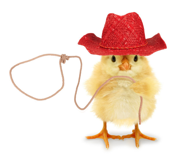 可爱的少女牛仔套索有趣的概念照片图片下载