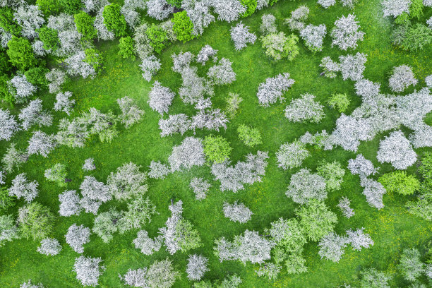 春天盛开的苹果园。无人机上的美景。图片下载