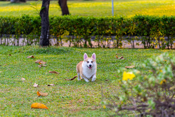 快乐的威尔士柯基狗在夏天的时候在公园里玩耍图片下载