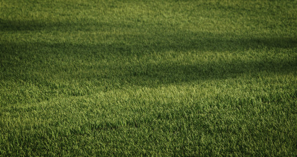 家乡的绿草图片下载