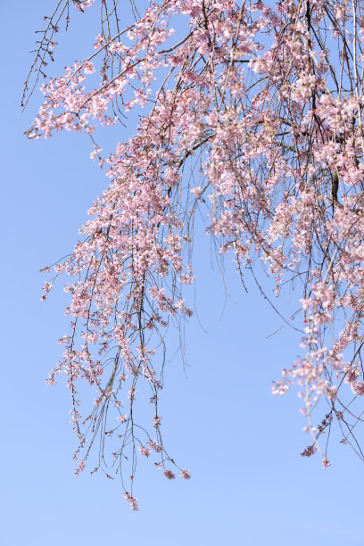 哭泣的樱花盛开图片下载