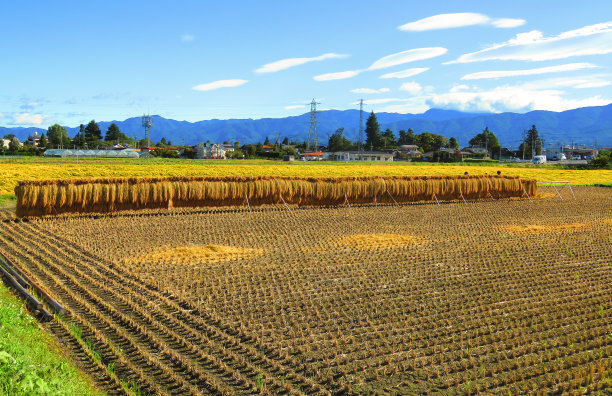 传统的日本水稻收获图片下载
