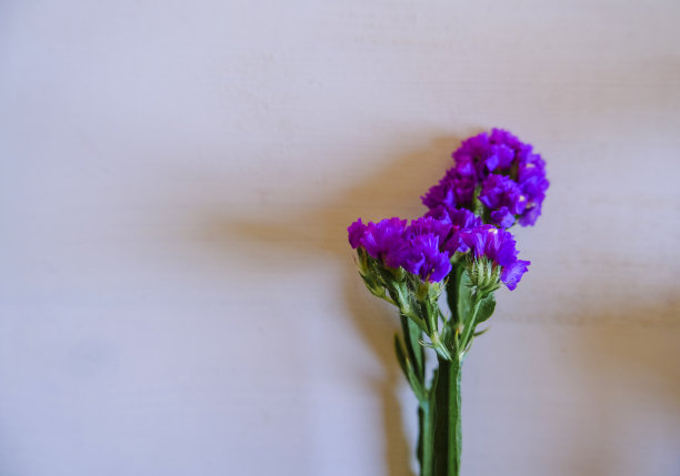 白色背景上的单朵紫色花。前视图。副本的空间。节日，生日，母亲节明信片。图片下载