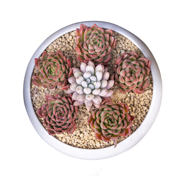 小型肉质植物孤立图片下载