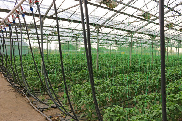 在温室里种植辣椒图片下载