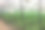 在温室里种植辣椒图片下载
