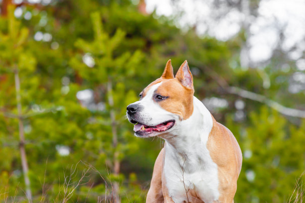 狗美国斯塔福德郡梗在自然的森林。彩色照片图片下载