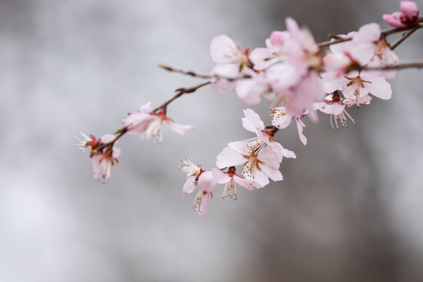 春天樱花盛开图片下载