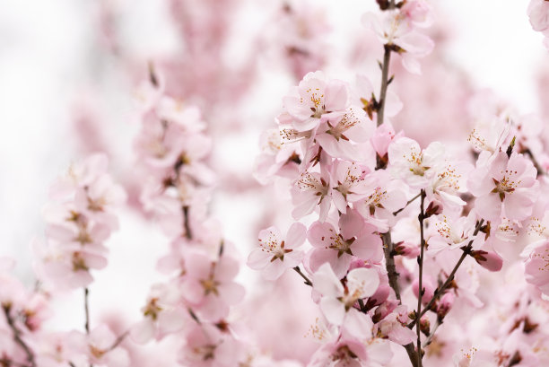 春天樱花盛开图片下载