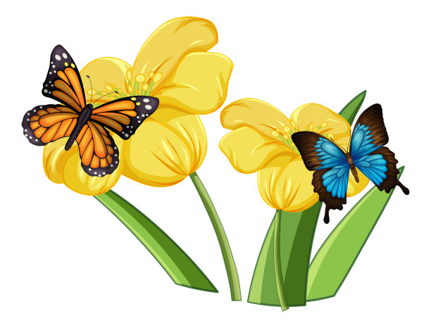 蝴蝶在花上的特写图片下载