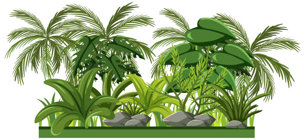 设置不同的热带雨林树木在白色的背景图片下载