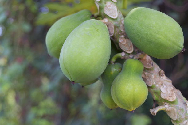 有机绿色番木瓜果实自然树上图片下载