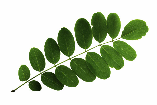 在白色背景上孤立的金合欢叶花序图片下载