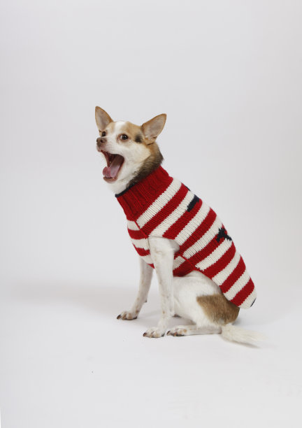 小狗打呵欠图片下载