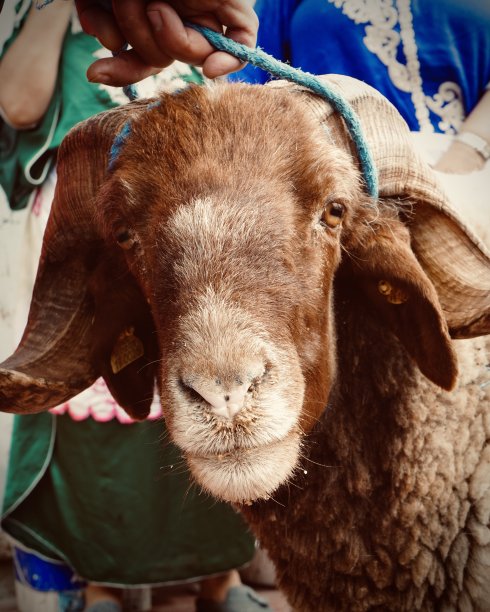 羊的脸图片下载