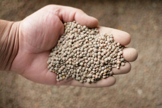 手拿新鲜收获的扁豆图片下载