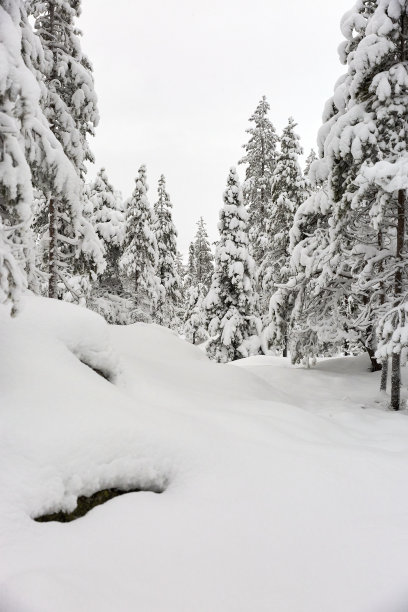 冬季景观雪林图片下载