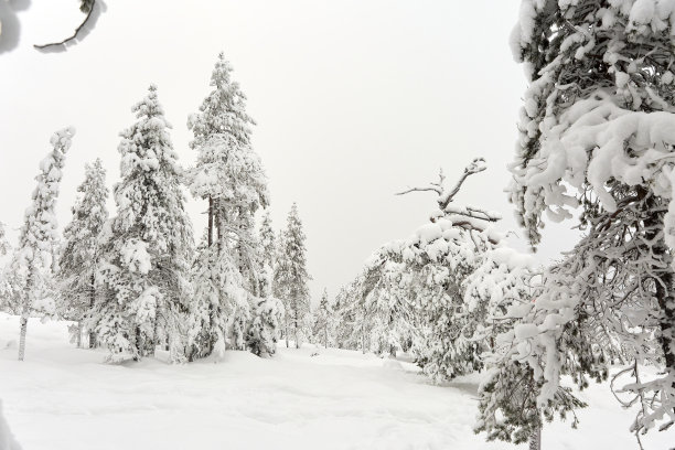 冬季景观雪林图片下载