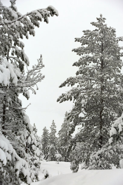 冬季景观雪林图片下载